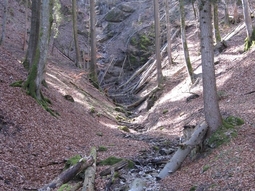 Tobelbereich des Winkelbachs im Oberlauf, Bestand vor der Baumaßnahme.