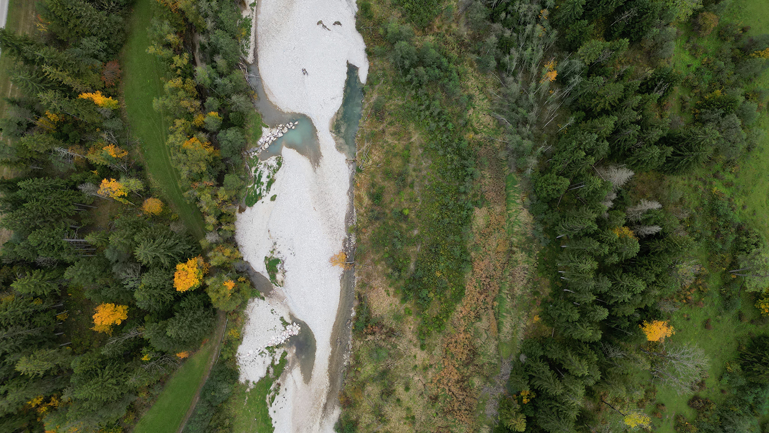Zugewachsene Kiesflächen am Mündungsdelta des Halblech, Oktober 2025