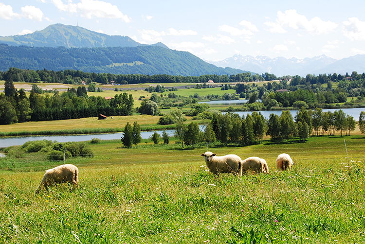 Der Niedersonthofener See liegt idyllisch vor Alpenpanorama zwischen Kempten und Immenstadt